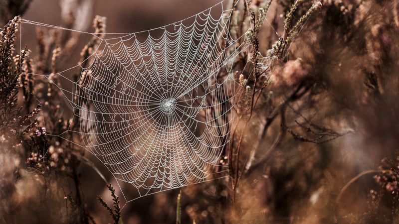 cobweb, grass, weaving, blur, fog, 4k