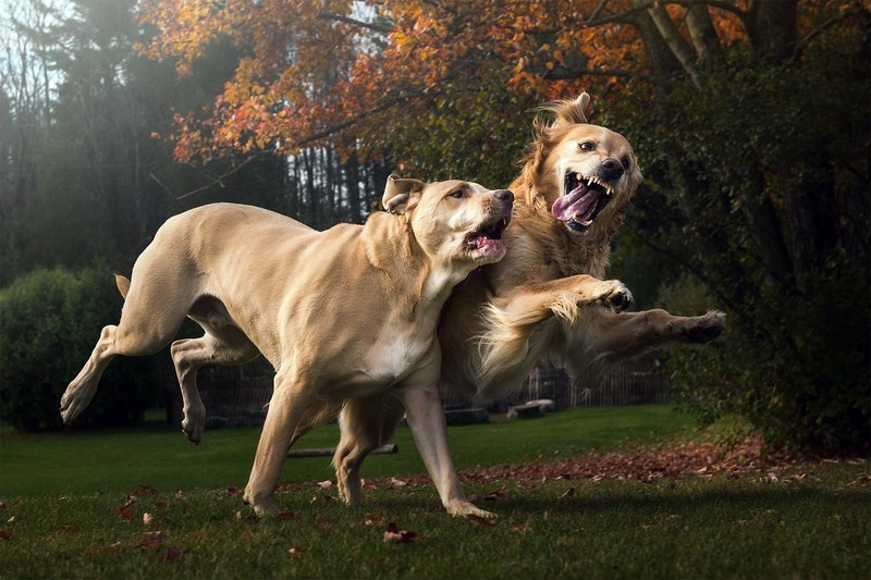 dog, animals, outdoors, teeth, running