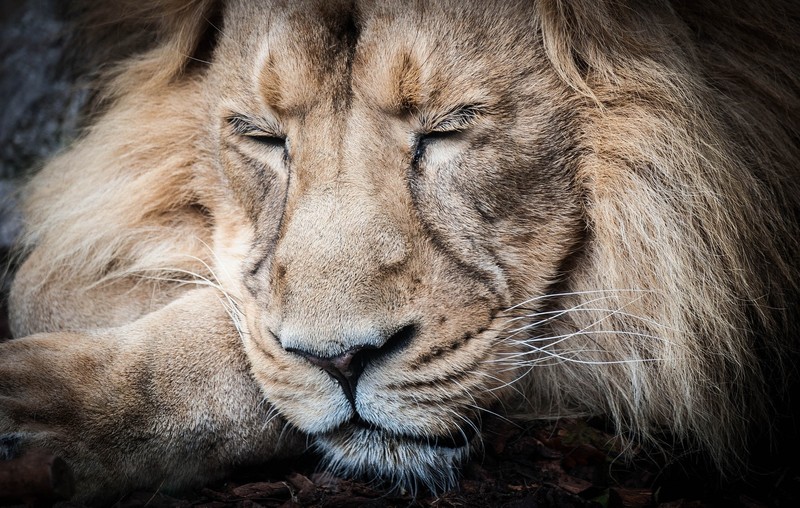 lion, sleeping, big cats, animals