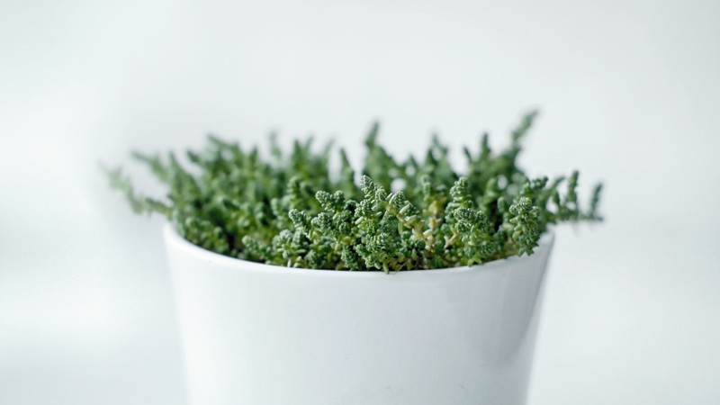 minimalism, photography, plants, white, macro, bright, material minimal