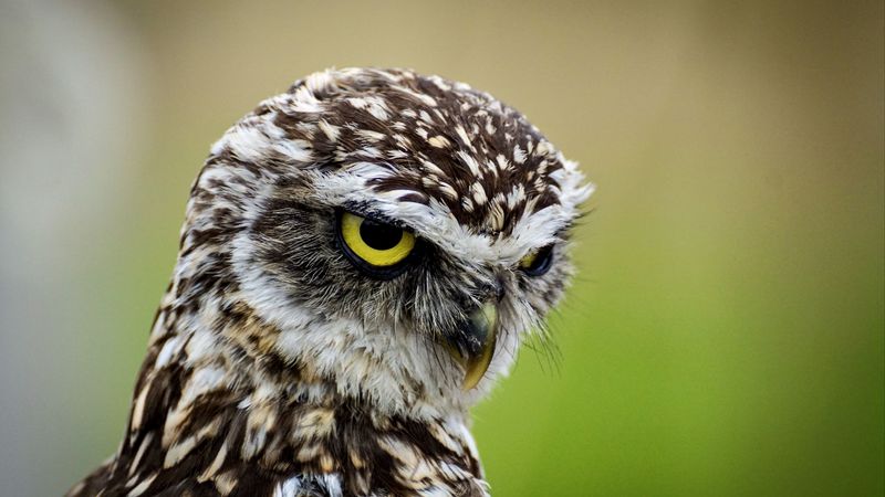 owl, bird, predator, angry, 4k
