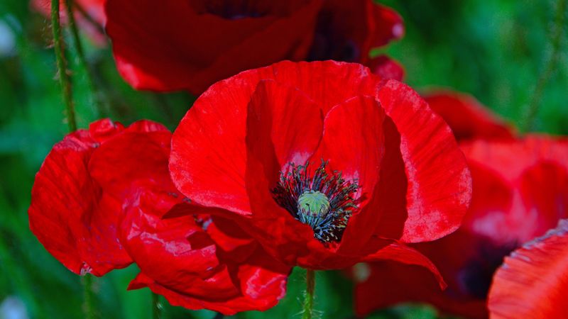 poppies, poppy, flower, red, blossom, 4k