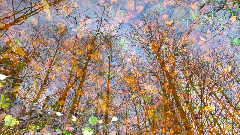 fall, leaves, trees, water, reflection, double exposure