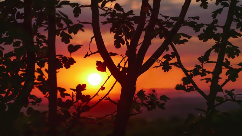 twigs, sunset, tree, blur, 4k