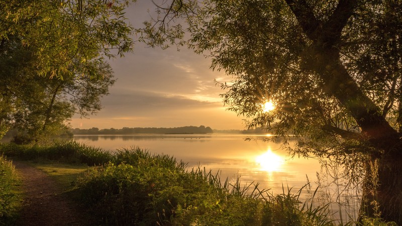 nature, water, sunlight, trees, sunset, lake, plants, reeds, path