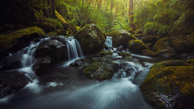 nature, water, forest, wet, river, moss, rocks, waterfall
