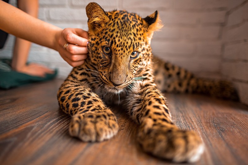 leopard, animals, looking at viewer, bokeh, on the floor, indoors, big cats, feline