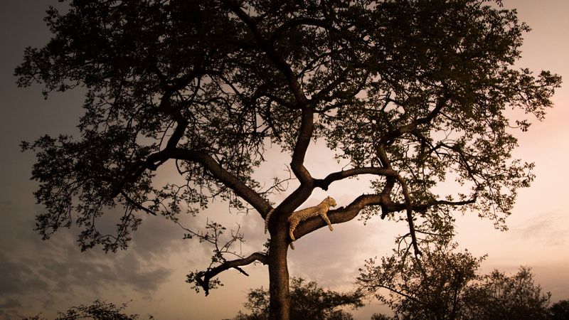 leopard, tree, branches, predator, sunset, 4k