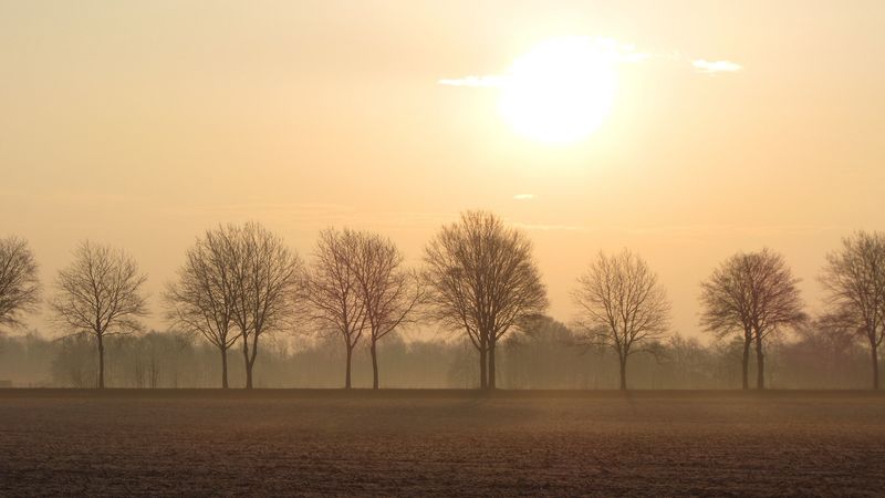 trees, fog, horizon, field, 4k