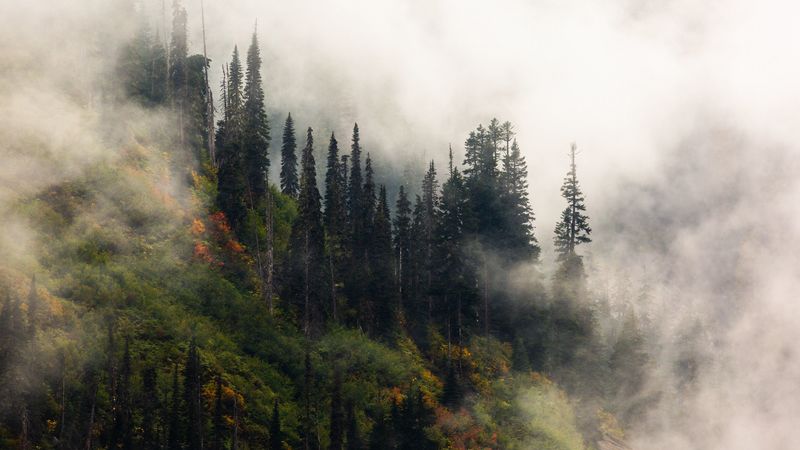 trees, fog, forest, hill, 4k