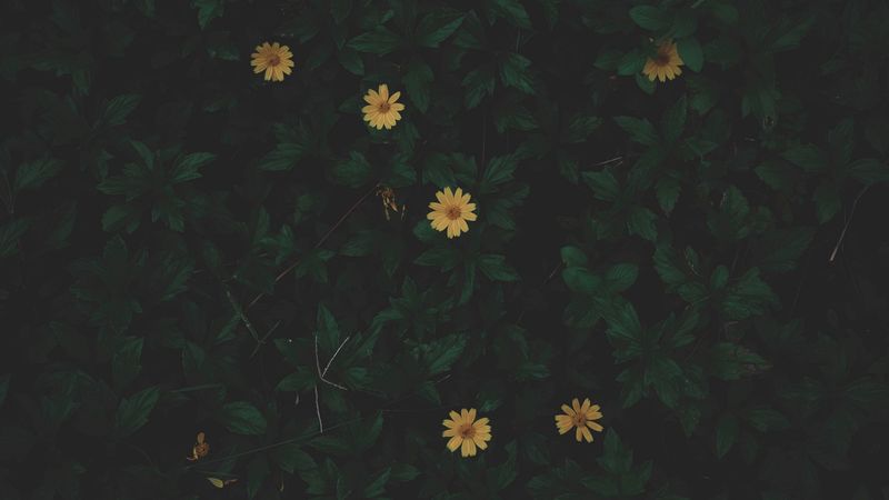 flowers, leaves, plant, dark, green, 4k