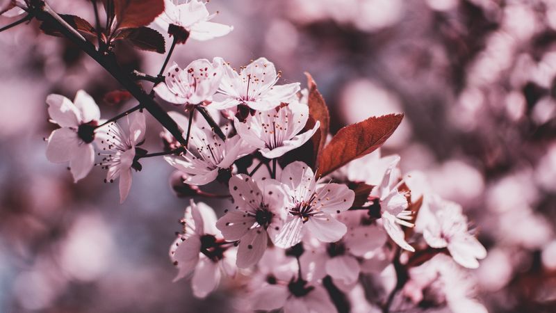 branch, bloom, flowers, spring, blur, 4k
