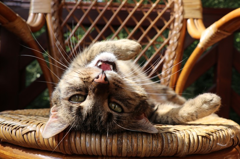 cats, animals, lying on back, chair