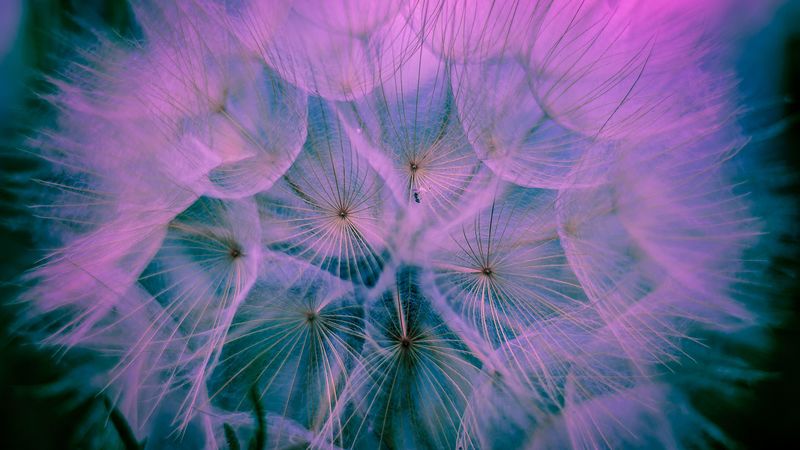 dandelion, down, macro, pink, 4k