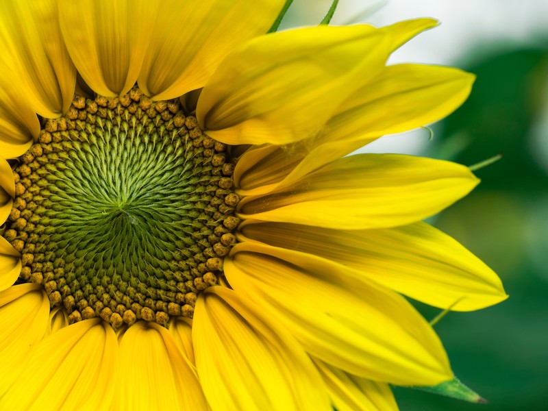 nature, sunflowers, flowers, plants