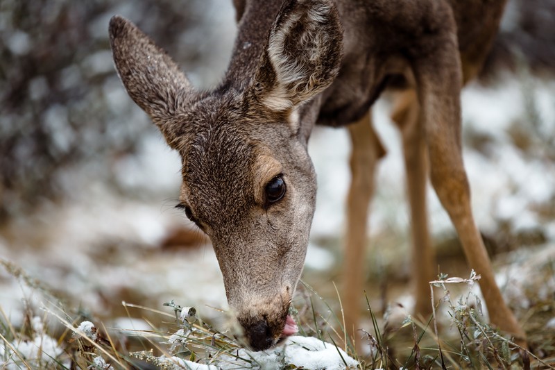 animal eyes, forest, nature, deer, animals, snow