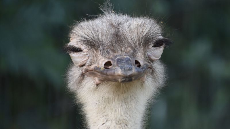 ostrich, bird, beak, funny, squint, 4k