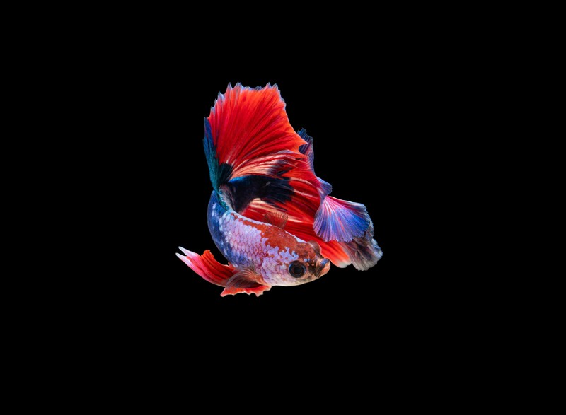 Siamese fighting fish, dark, fish, animals