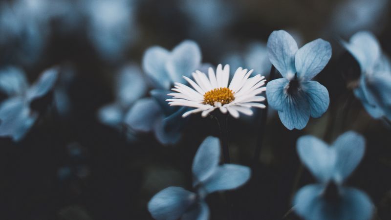chamomile, flowers, blur, blossom, 4k