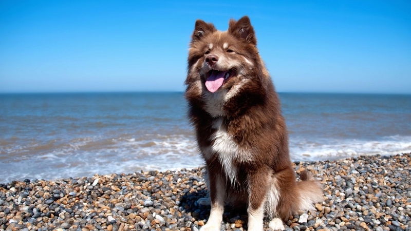 stone, puppy, dog, animal, sea