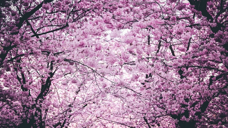 sakura trees, blossoms, spring, flowers, nature