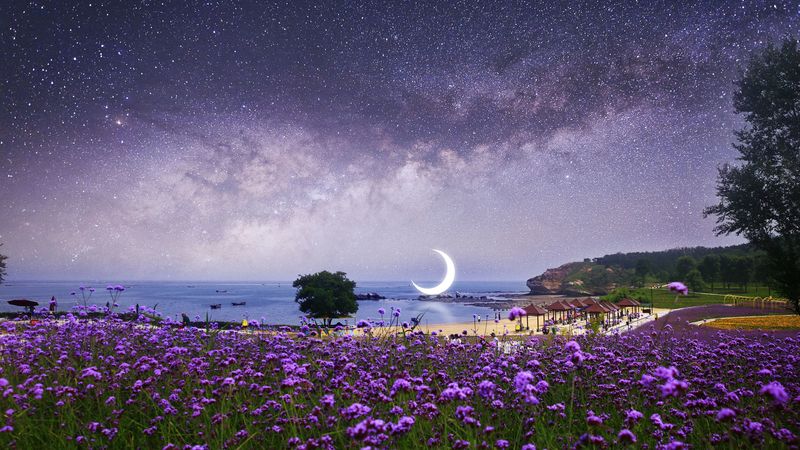 moon, starry sky, photoshop, beach, milky way, flowers, 4k