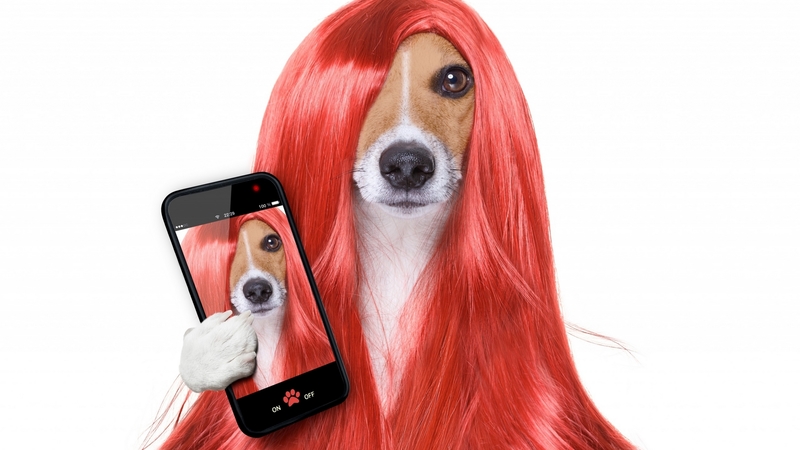 redhead, caine, paw, selfie, animal, hair, jack russell terrier, phone, funny, dog