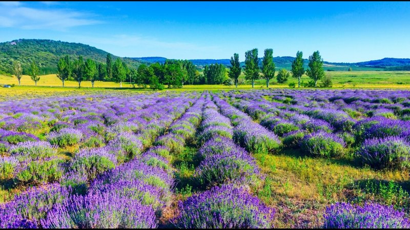 nature, trees, field, mountains