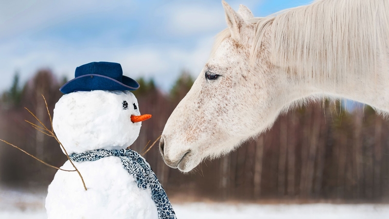 curious, horse, snowman, animal, winter, hat, snow, scarf, funny, white