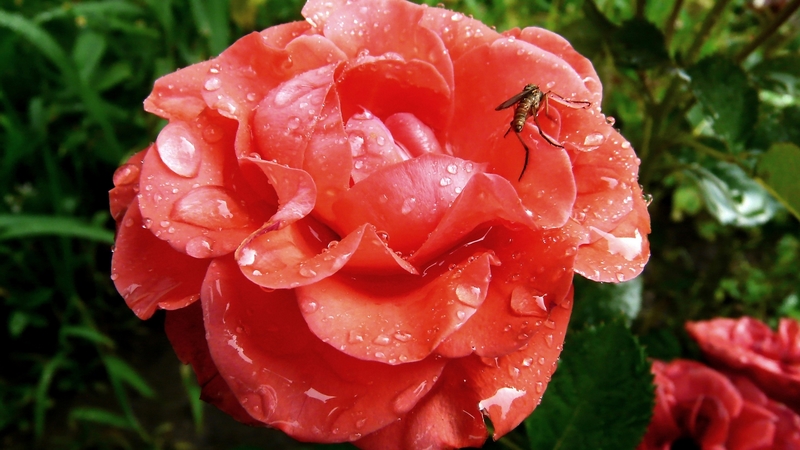 rose, flowers, nature, drops, petals, pink