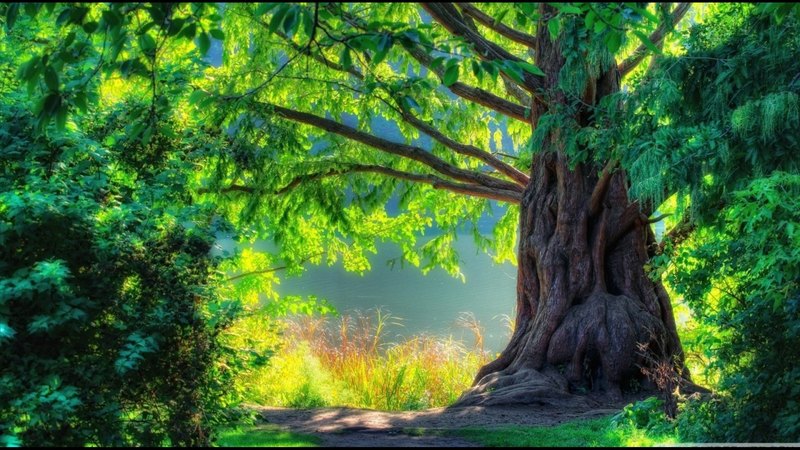 forest, forces of nature, tree, leaves, big, greeny, nature, branches, landscape