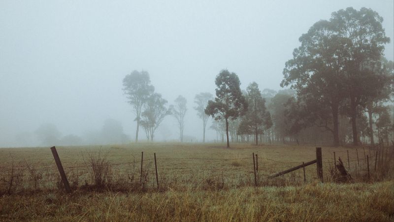 trees, fog, field, dawn, grass, 4k