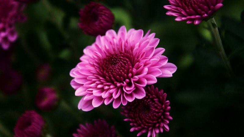 flower, nature, rose, leaf