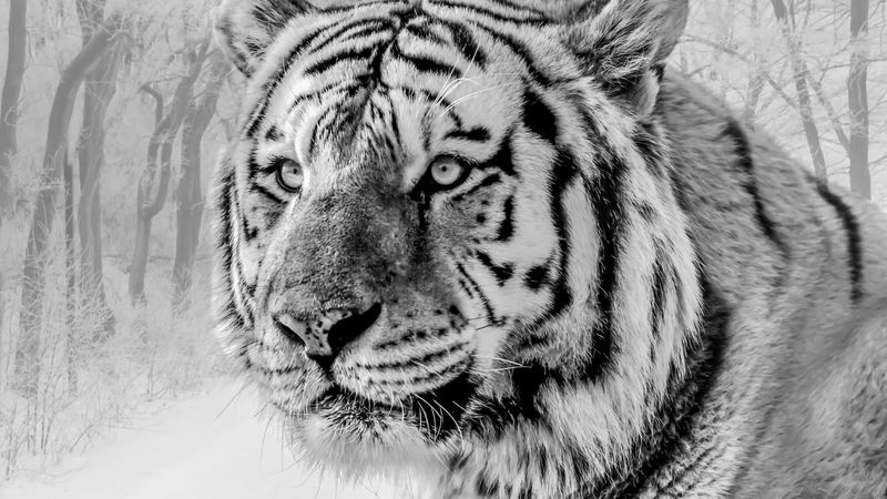 tiger, muzzle, predator, bw, wildlife, big cat, 4k