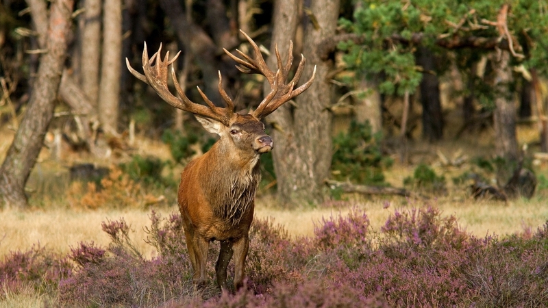 forest, tree, grass, flower, stag