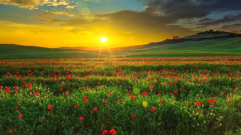 amazing, tuscany, italy, poppies, beautiful, sunset, sky, field