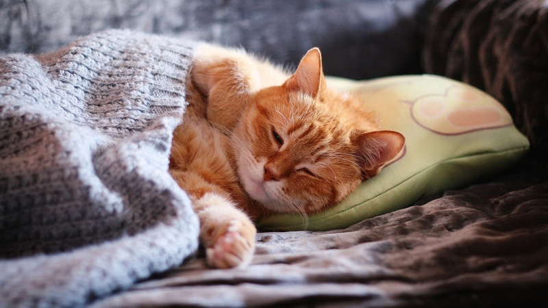 sleep, cat, pisici, cute, orange, ginger