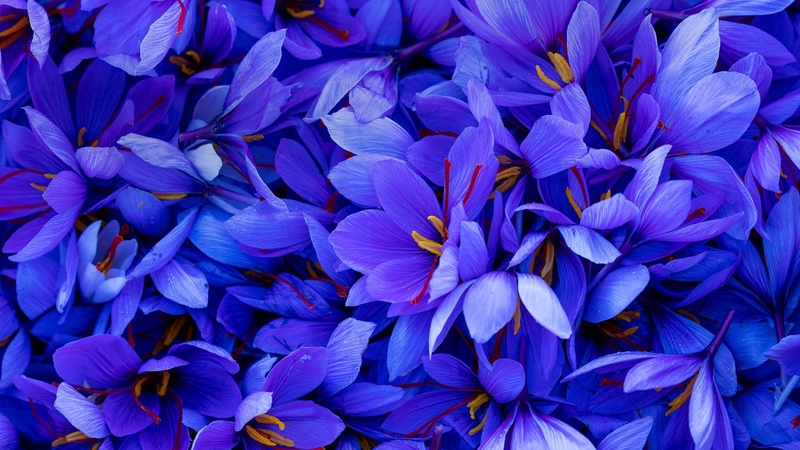 saffron, blue, crocus, flower, spring, carpet, skin