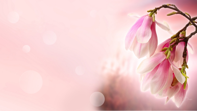 bokeh, summer, flowers, spring, pink