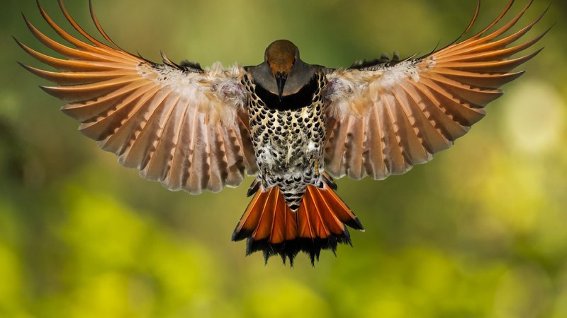 wonderful, fly, bird, animal