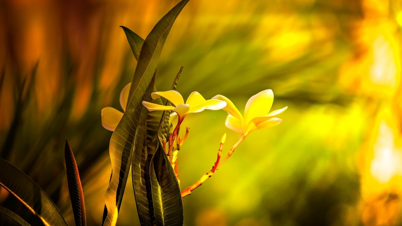 exotic, photography, wild, flowers, yellow, nature, field