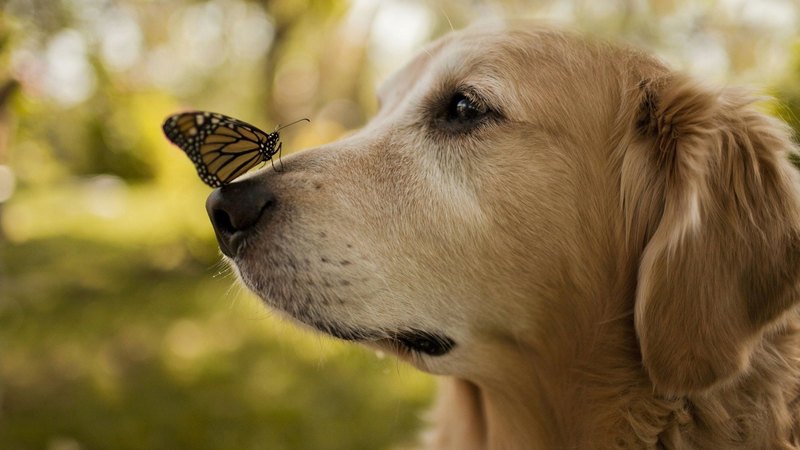 butterfly, animals, dogs, dog, animal