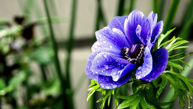 pretty, lovely, beautiful, spring, freshness, leaves, flower, garden, blue