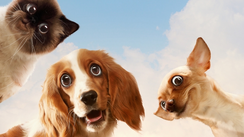 pet, fantasy, caine, funny face, cat, dog, animal, pisica