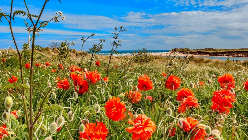 wildflowers, poppies, summer, beautiful, sky, england, coast, sea, beach