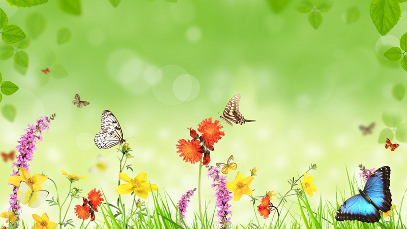 spring, butterflies, flowers, leaves