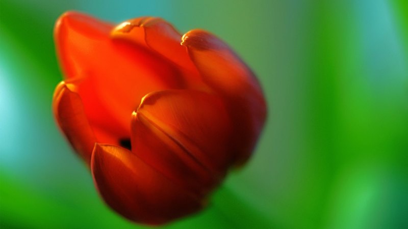 pretty, lovely, red tulips, beautiful, photography, close up, green, red tulip, macro, flowers, beauty, nature, tulips, tulip