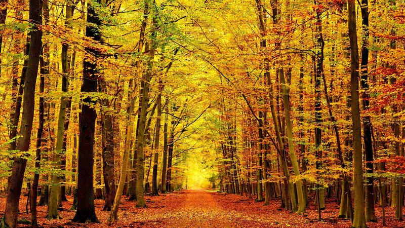 fall, colorful, autumn, falling, woods, beautiful, foliage, nice, path, forest, lovely, golden, colors, trees, nature, branches, october