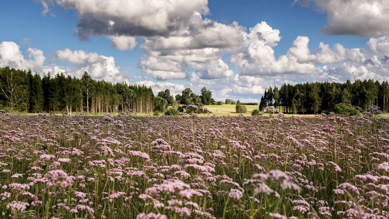latvia, flowers, nature, clouds, field