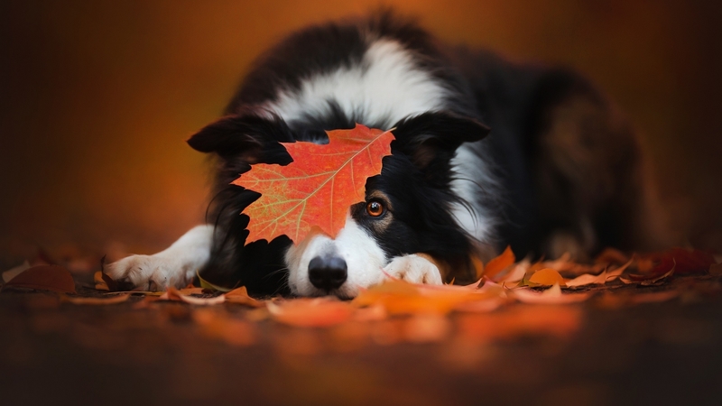 white, dog, leaf, autumn, orange, eye, caine, toamna, black, animal, cute, border collie